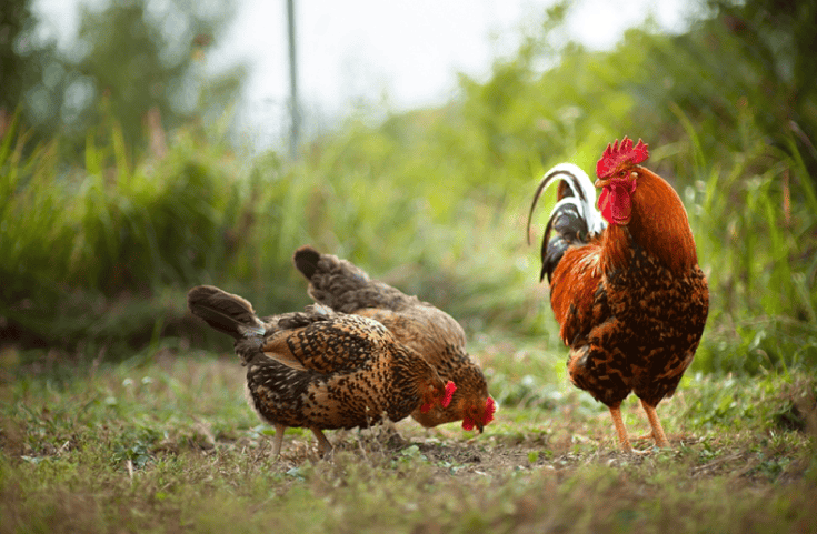 FeedingChickens28042019 image FeedingChickens28042019