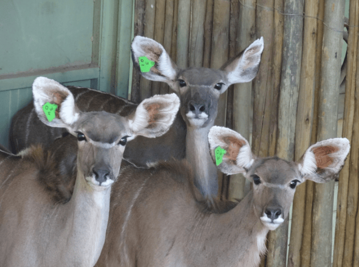 KudyRabies18022016 Agra News - Agra Namibia