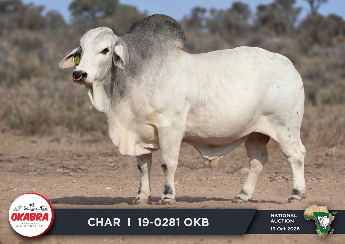 19-0281OKB