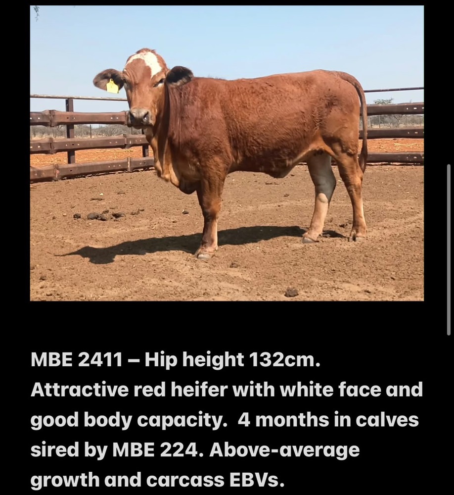 MBE2411
