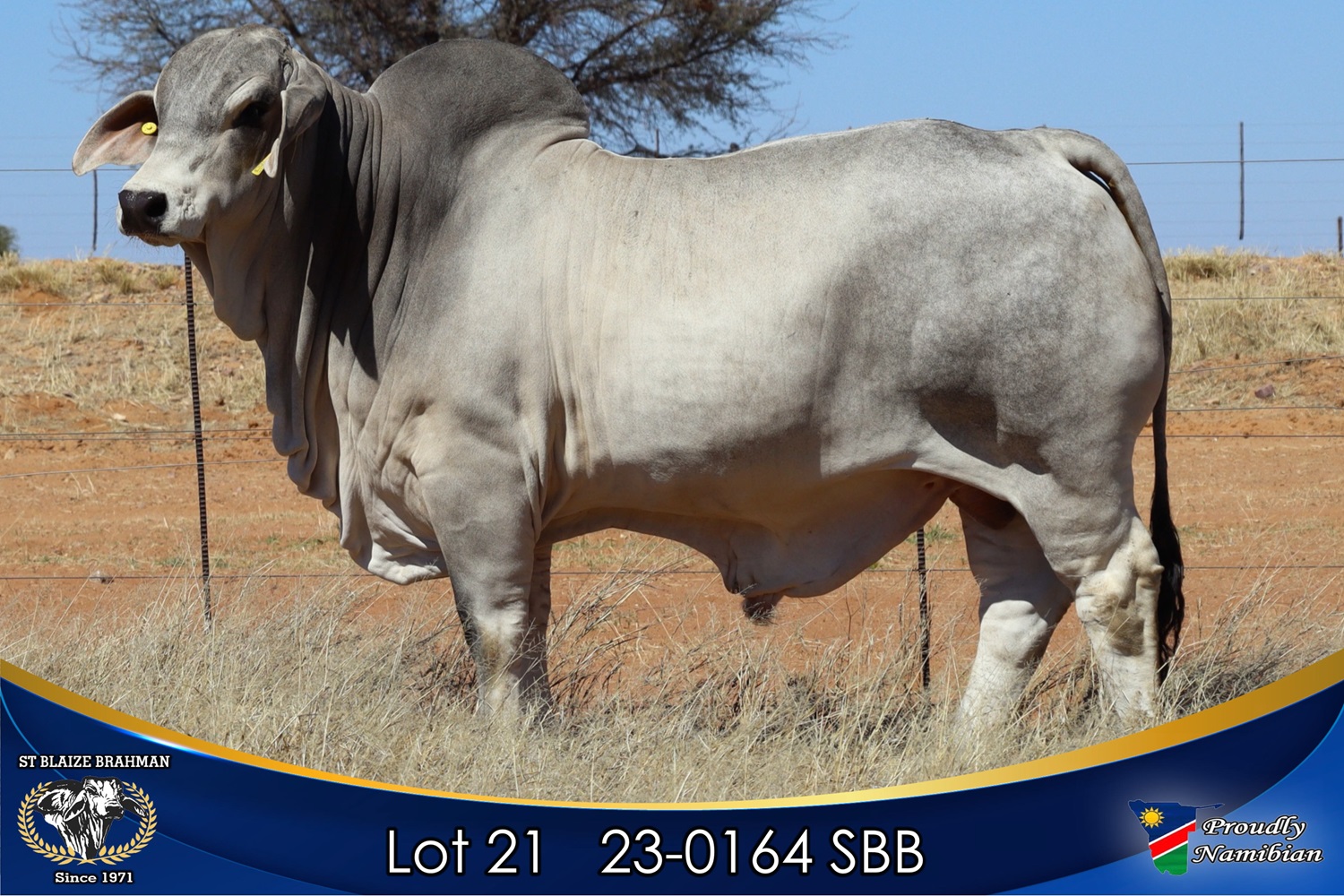 LOT 21