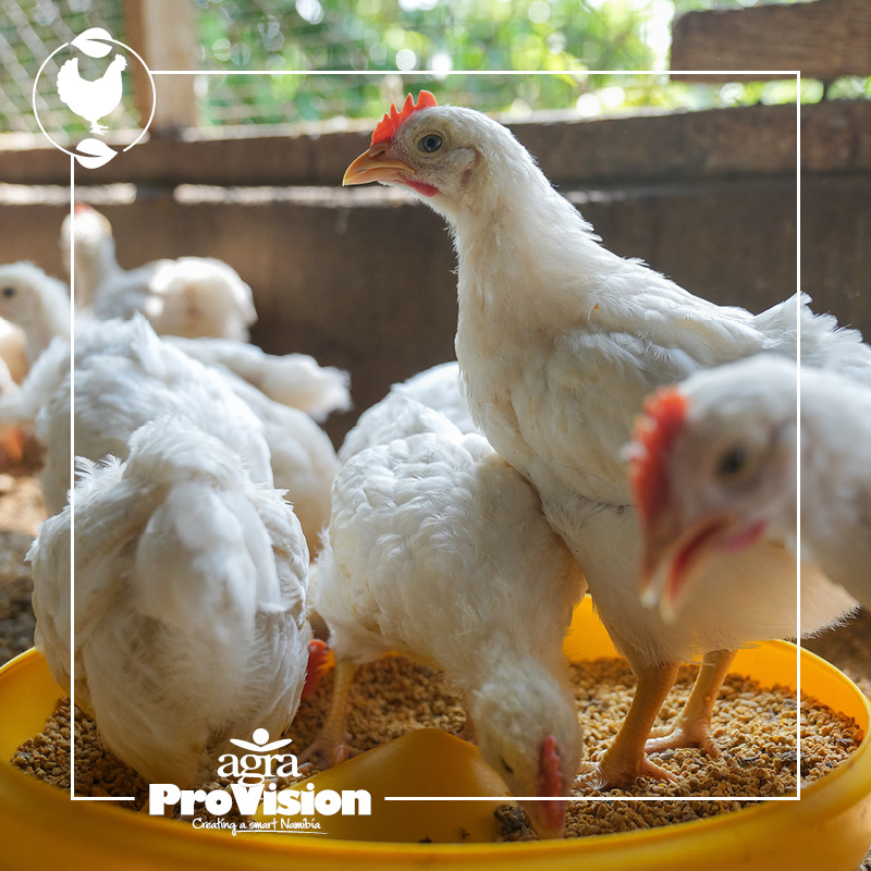 BROILER PRODUCTION