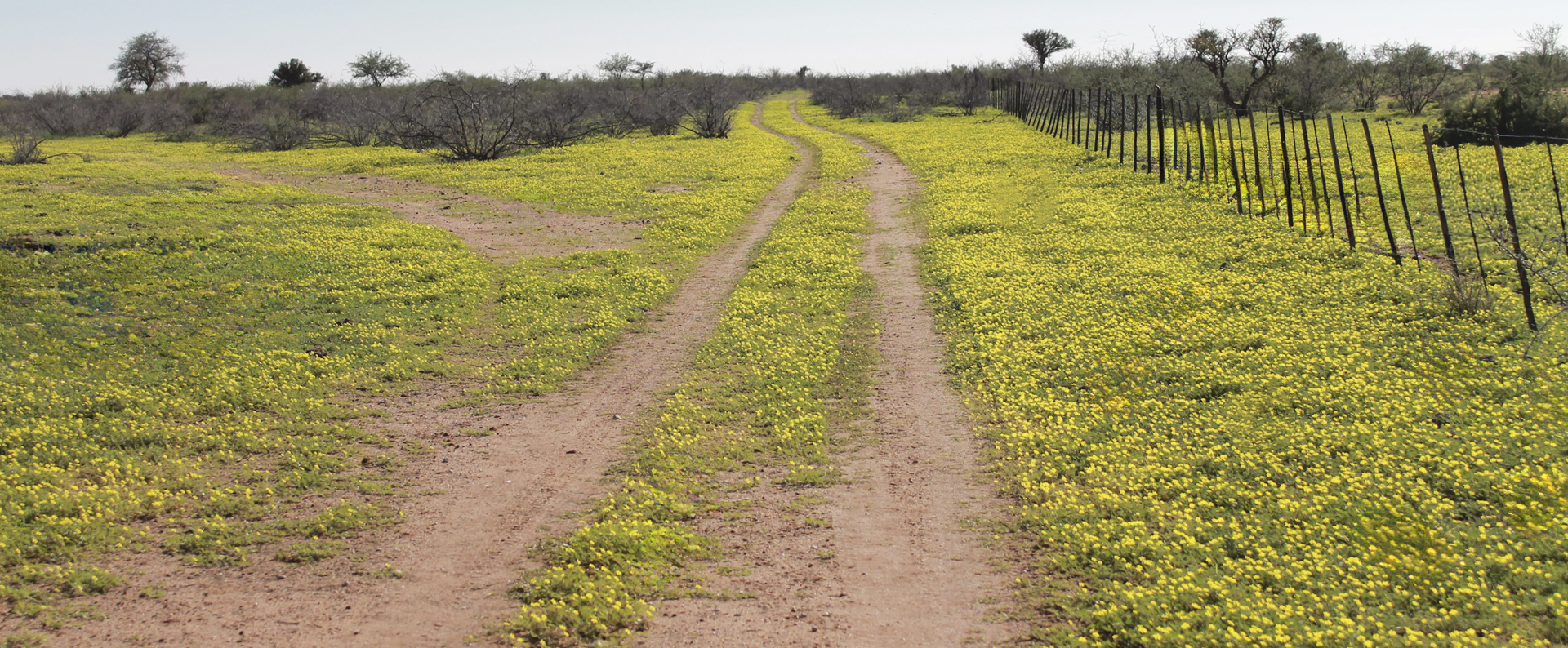 BANNERHomepage image BANNERHomepage Home - Agra Namibia